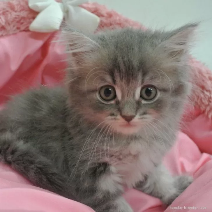 ID：2406-02522の子猫
