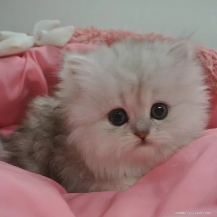 Emiru mama 様のお迎えした子猫