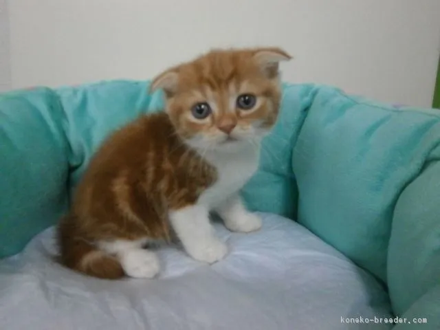 ID:1608-00638の子猫