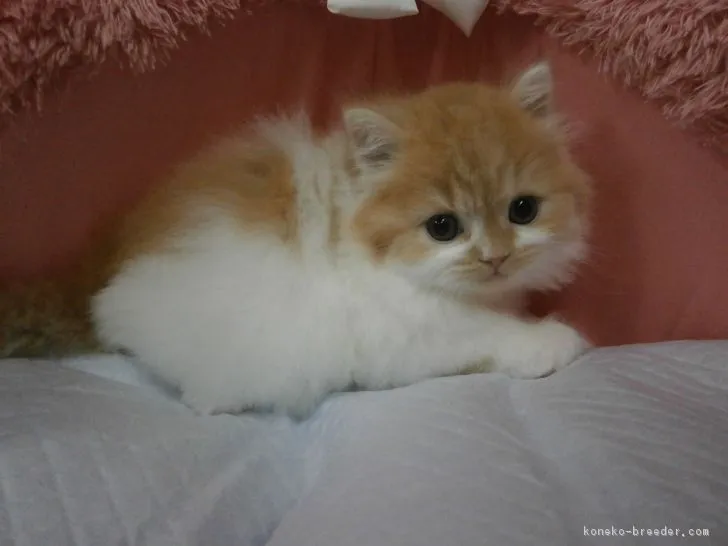 ID:1702-00752の子猫