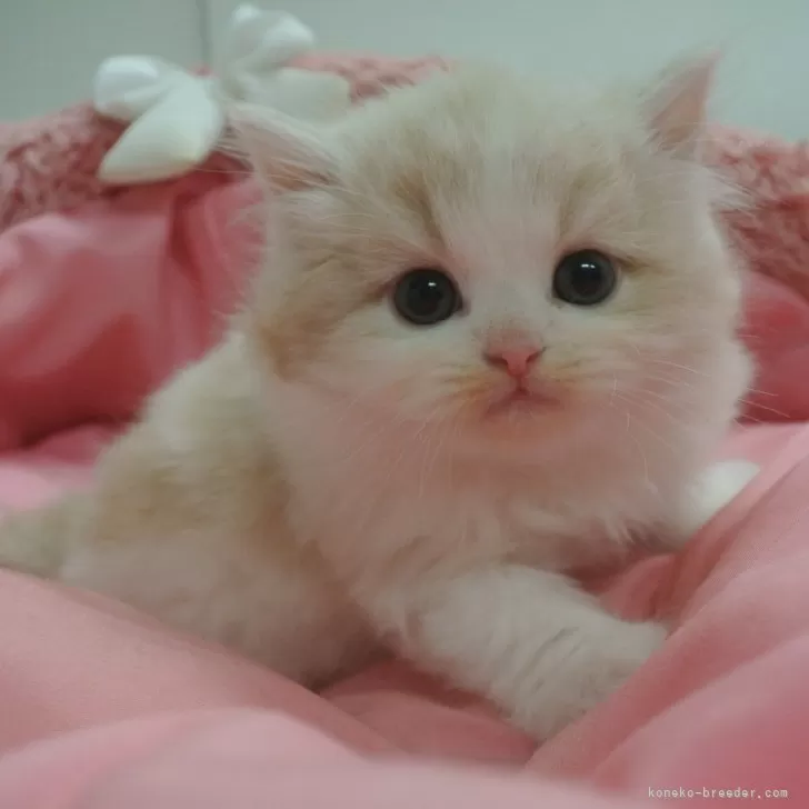 ID：2412-01303の子猫