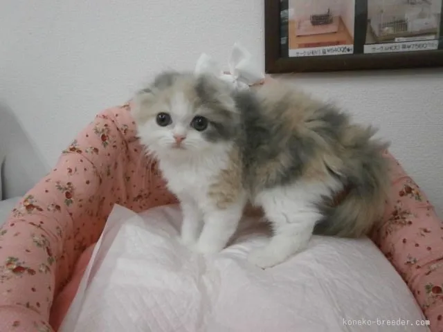 マヒ 様のお迎えした子猫