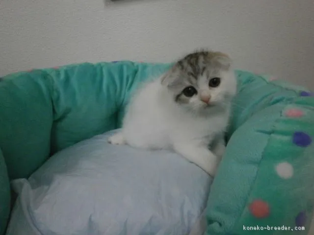 ID:1606-00244の子猫