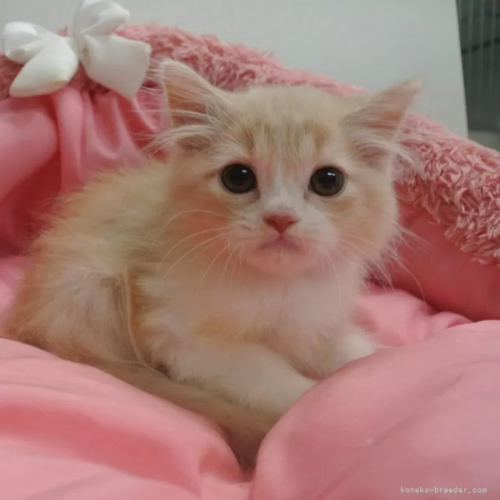 ID：2408-02244の子猫