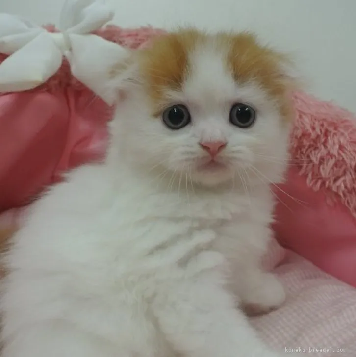 ID：2306-01897の子猫