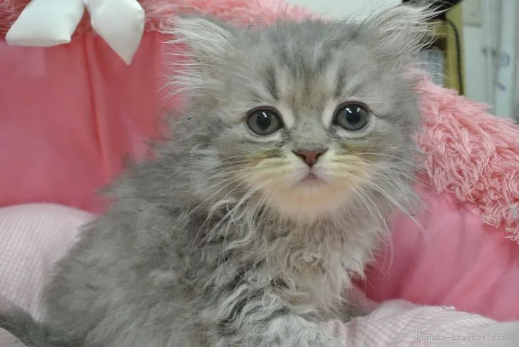 ID：2205-02138の子猫