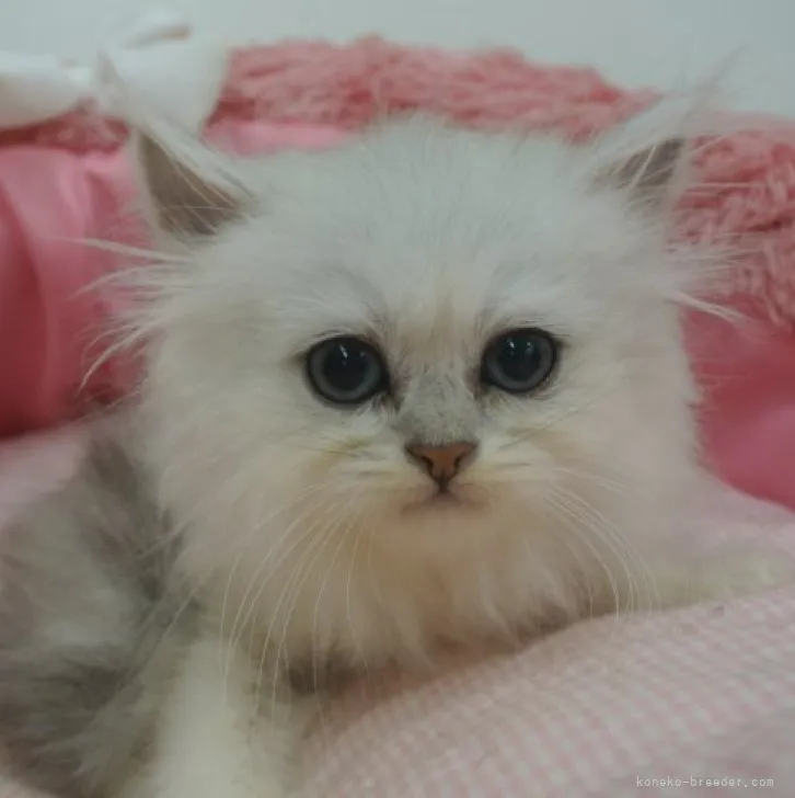 ID:2308-01833の子猫