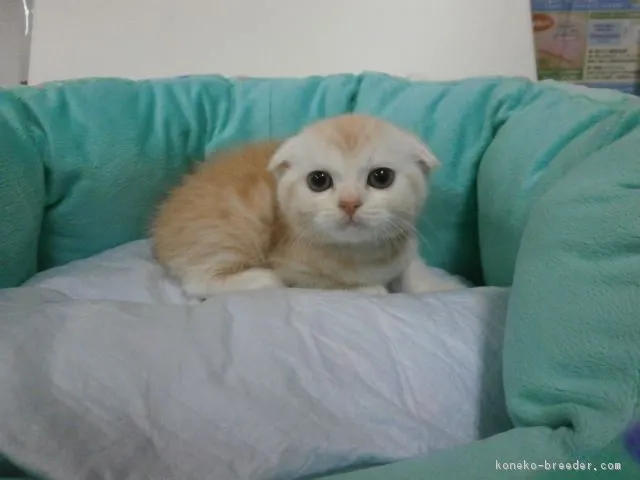 ID：1608-00633の子猫