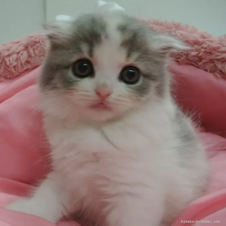 ID：2407-00374の子猫