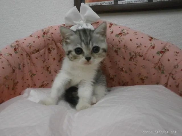 ID：1508-00440の子猫