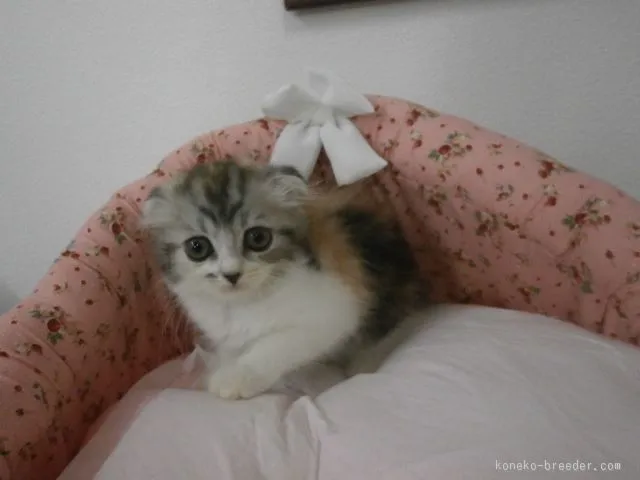 ID：1507-00601の子猫