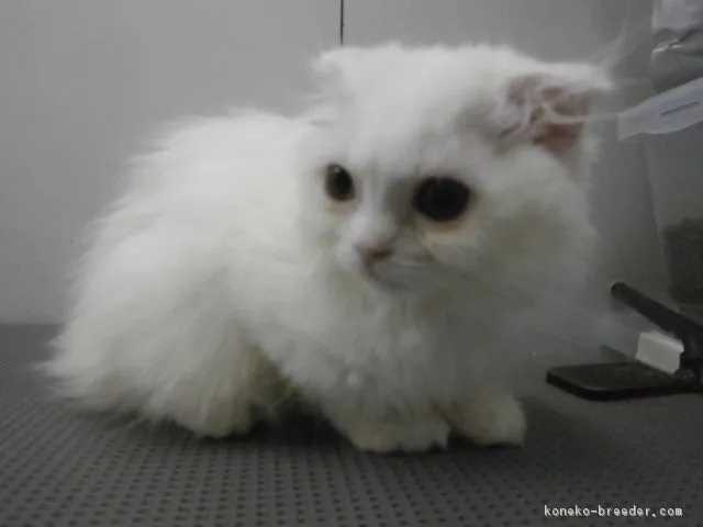 ID：1610-00214の子猫