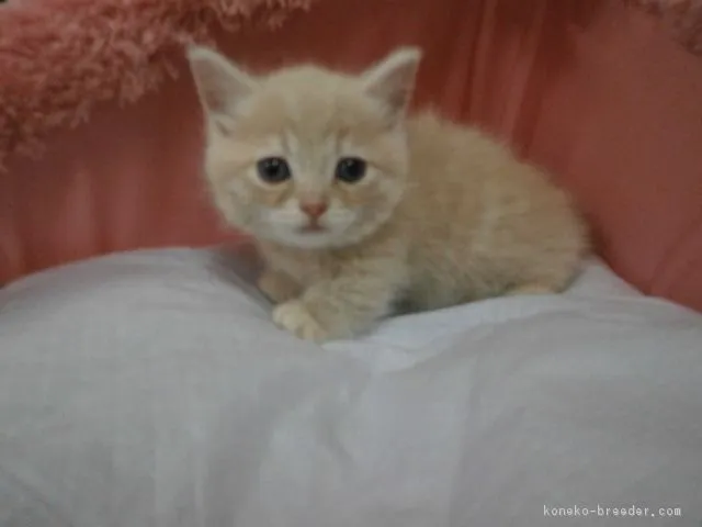 ID：1611-00072の子猫
