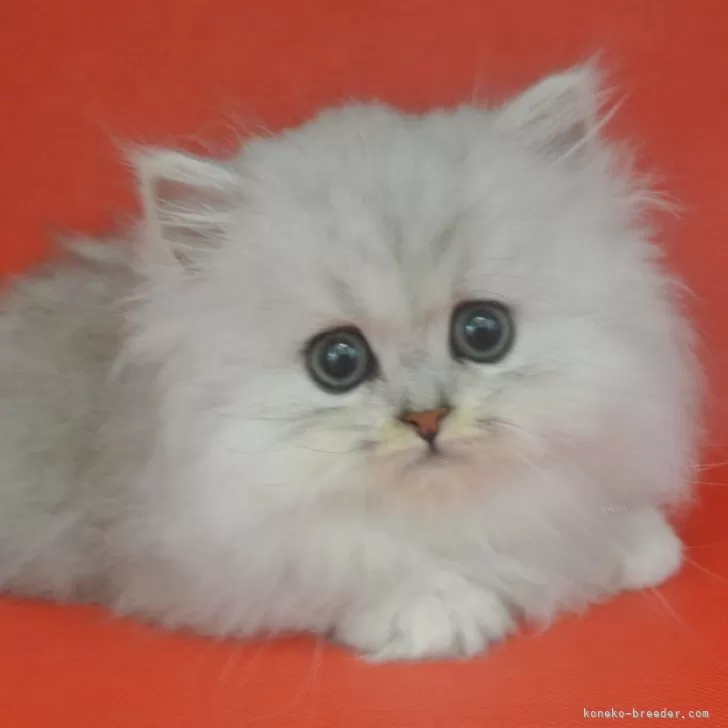 ID：2404-00636の子猫