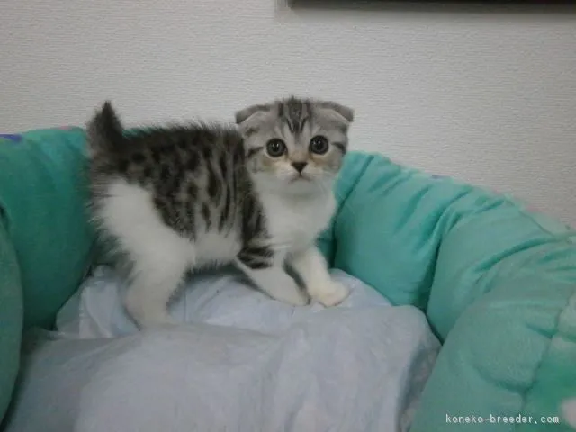 ID：1605-00527の子猫