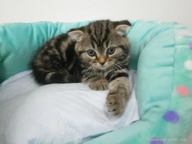 ID:1605-00251の子猫