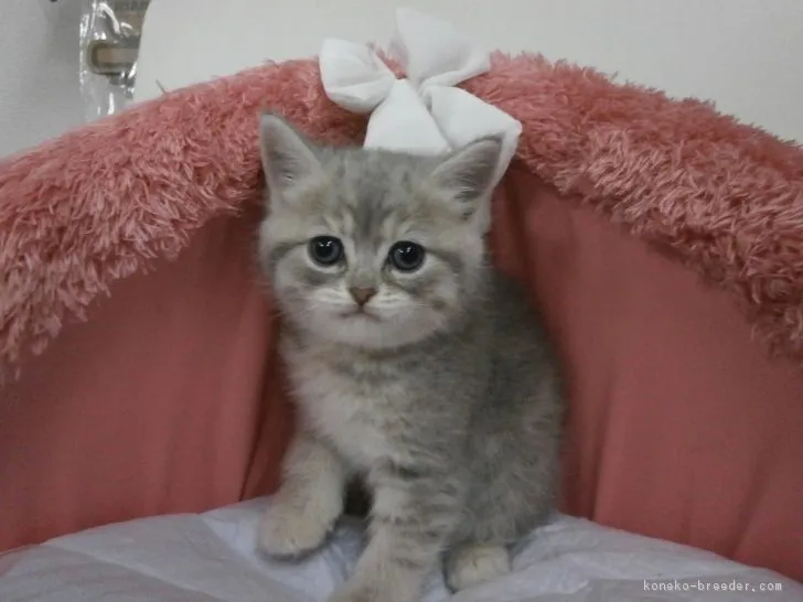 ID:1704-00178の子猫