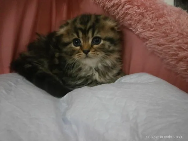 ID:1611-00455の子猫