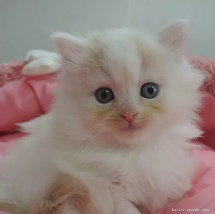 ID：2403-01306の子猫