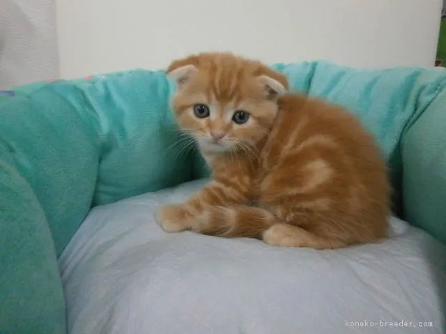 ID：1608-00225の子猫