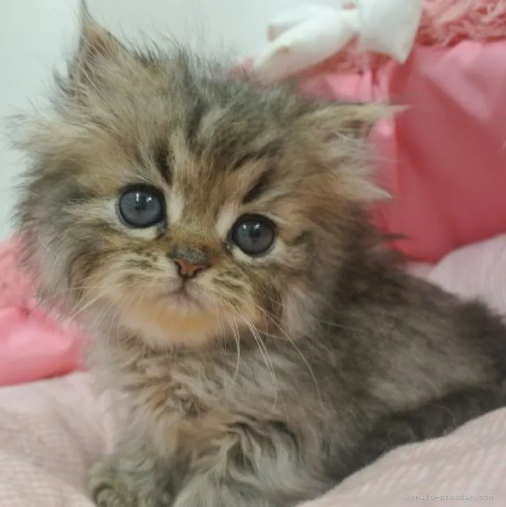 ID：2306-02280の子猫