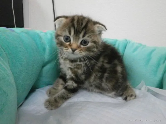 ID:1605-00659の子猫