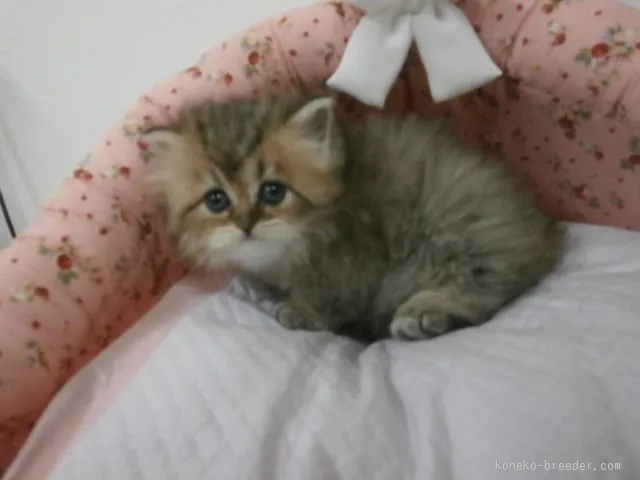 ID:1512-00139の子猫