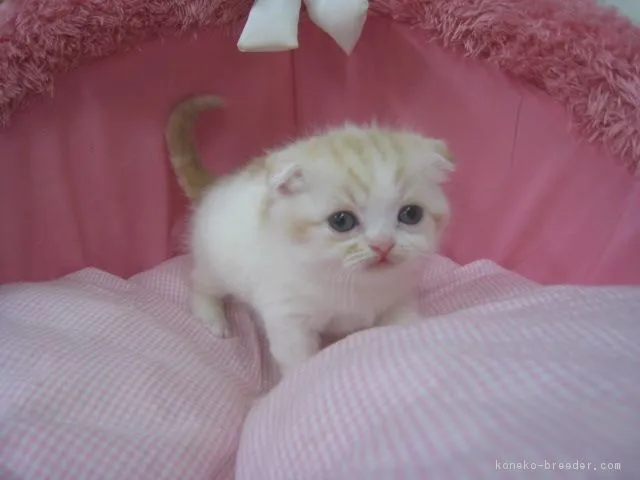 ID：1812-00585の子猫