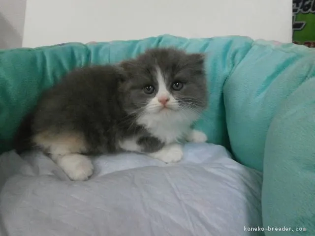 ID：1607-00964の子猫