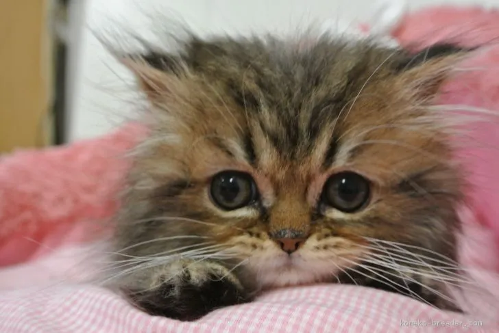 ID：2102-00838の子猫