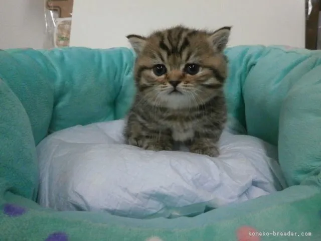 ID：1610-00372の子猫