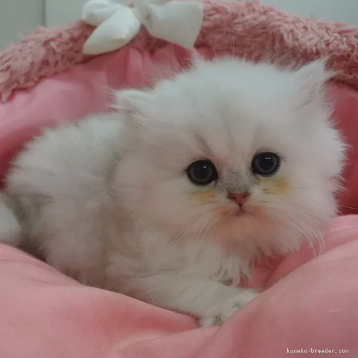 ID:2412-01300の子猫