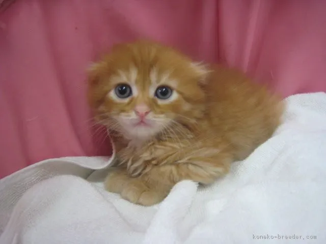 ID：1805-01548の子猫