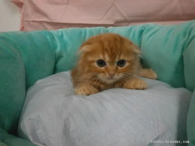 ID：1609-00747の子猫