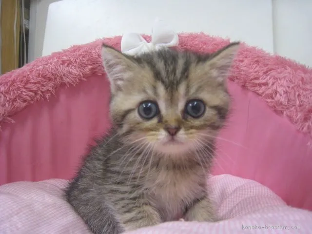 ID:1906-01600の子猫