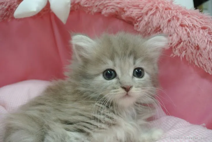 ID:2205-01433の子猫