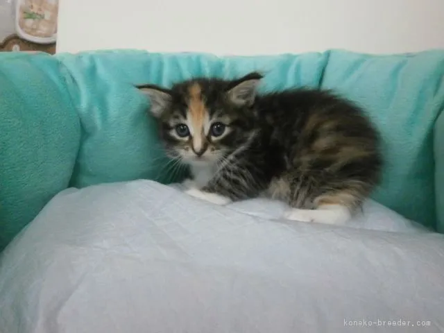 ID:1608-00833の子猫