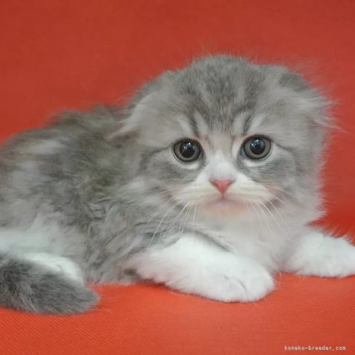 ID：2404-02360の子猫