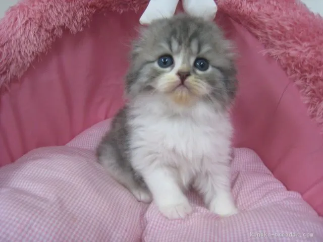 ID：1805-00108の子猫