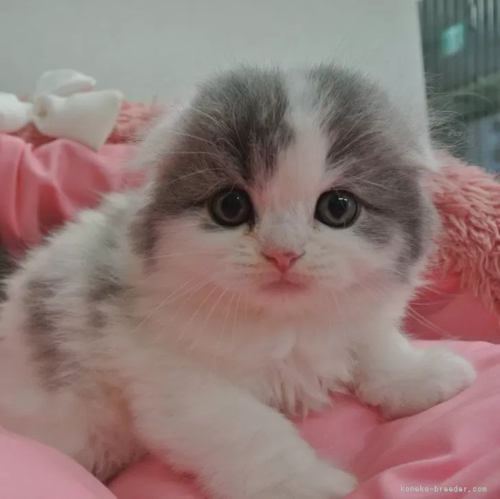 M.N 様のお迎えした子猫