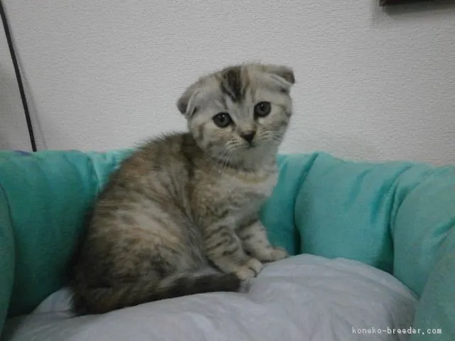 ID：1605-00524の子猫