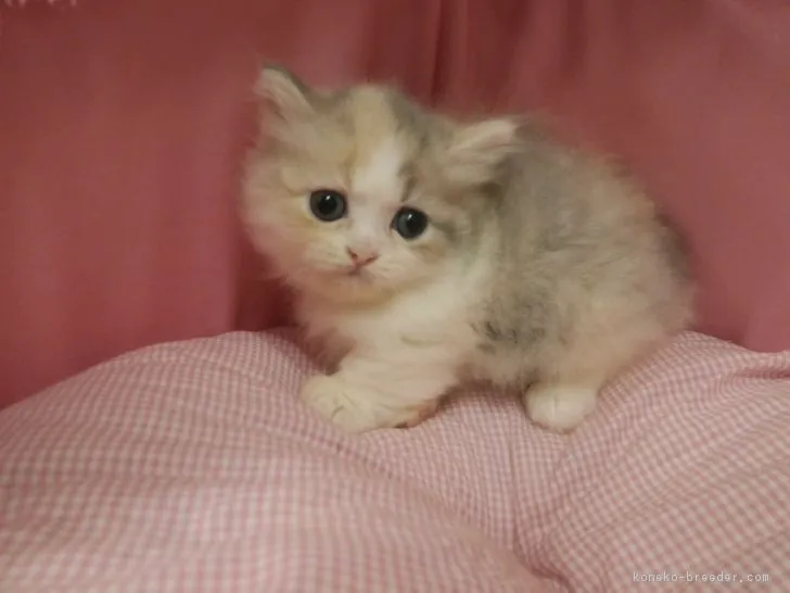 ID：1709-00906の子猫