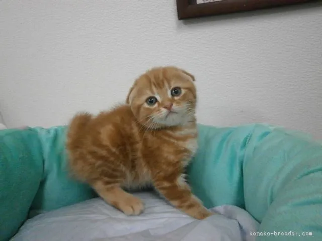 ID：1604-00108の子猫