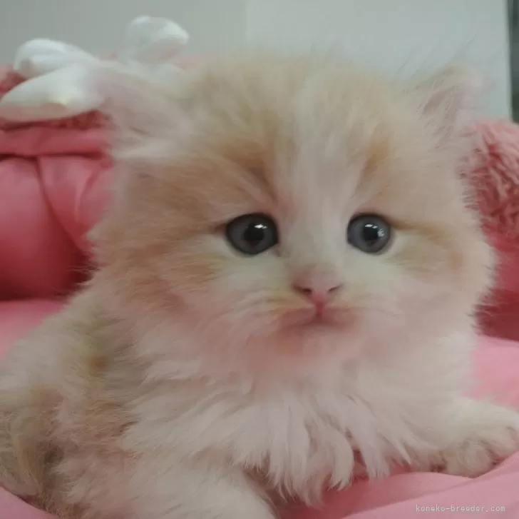 ID:2403-01307の子猫