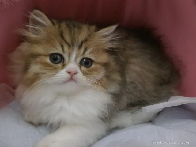 ID:1612-00264の子猫