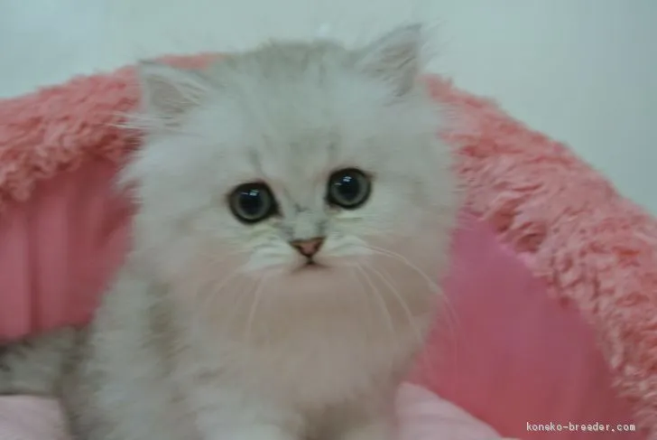 ID：2005-01714の子猫