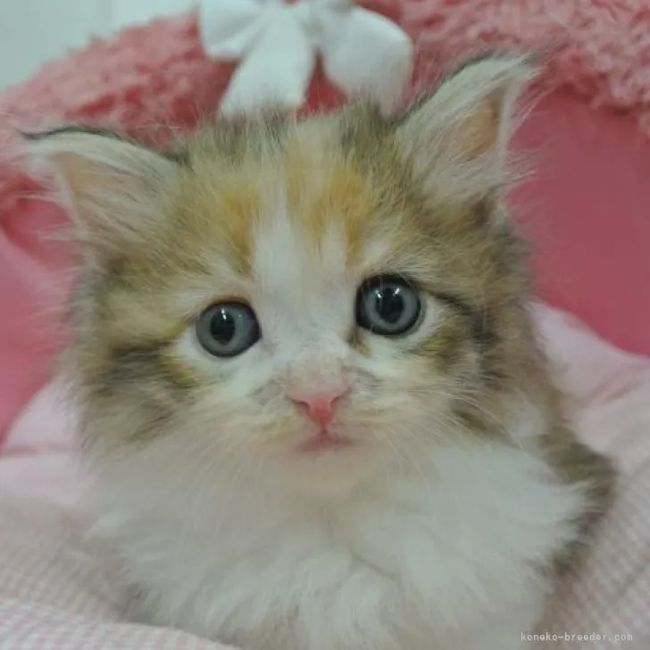 ID：2207-00072の子猫