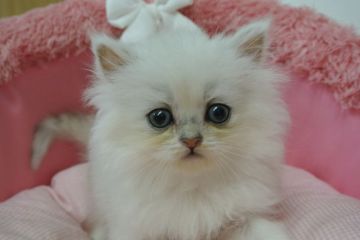 ミヌエット【東京都・男の子・2020年6月3日・シェーテッドシルバー（長毛）】の写真「お目めクリクリの可愛い男の子☆」