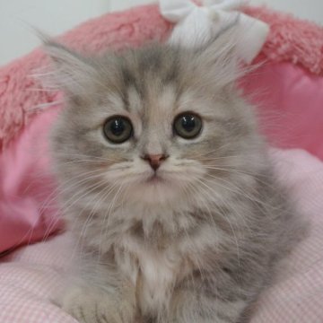 ミヌエット(長足)【東京都・女の子・2023年2月17日・ブルーパッチドタビー（長毛）】の写真「お目めクリクリ可愛い女の子☆」