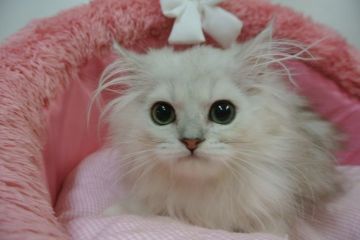 ペルシャ(チンチラ)【東京都・男の子・2021年4月30日・チンチラシルバー（長毛）】の写真「お目めクリクリの可愛い男の子」